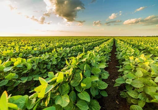 Green crop rows under a bright sky